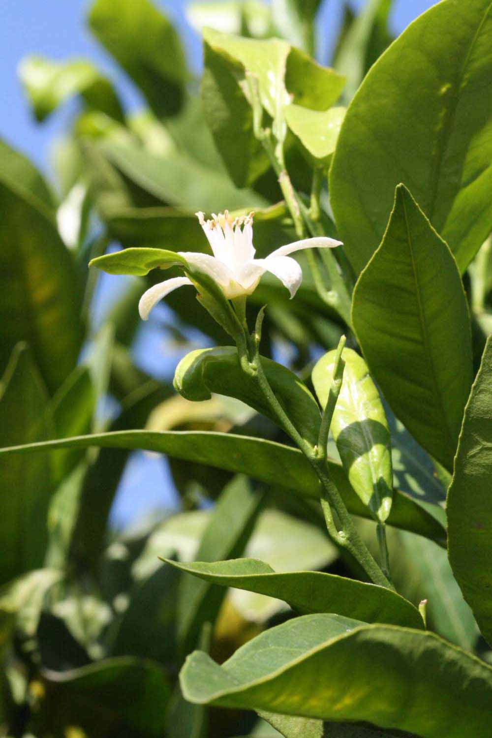              Flower (Riverside, CA)       